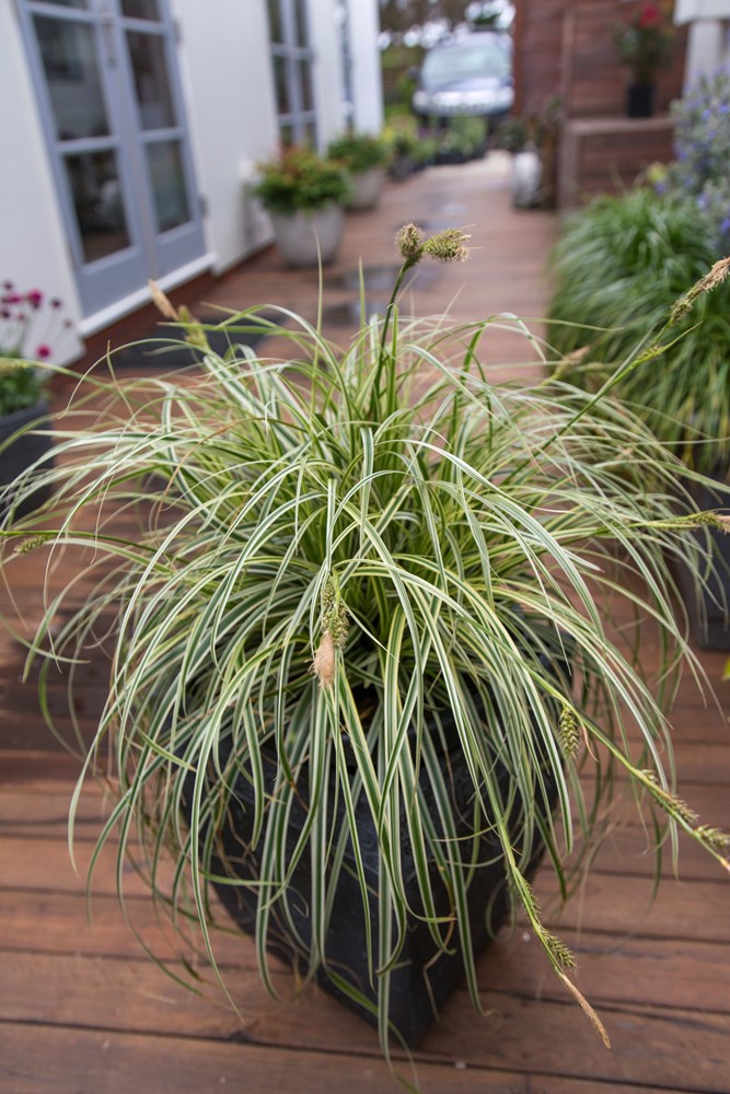 Website/Plants/2144399090/Images/Gallery/C.Featherfalls-in pot-1.0.jpg